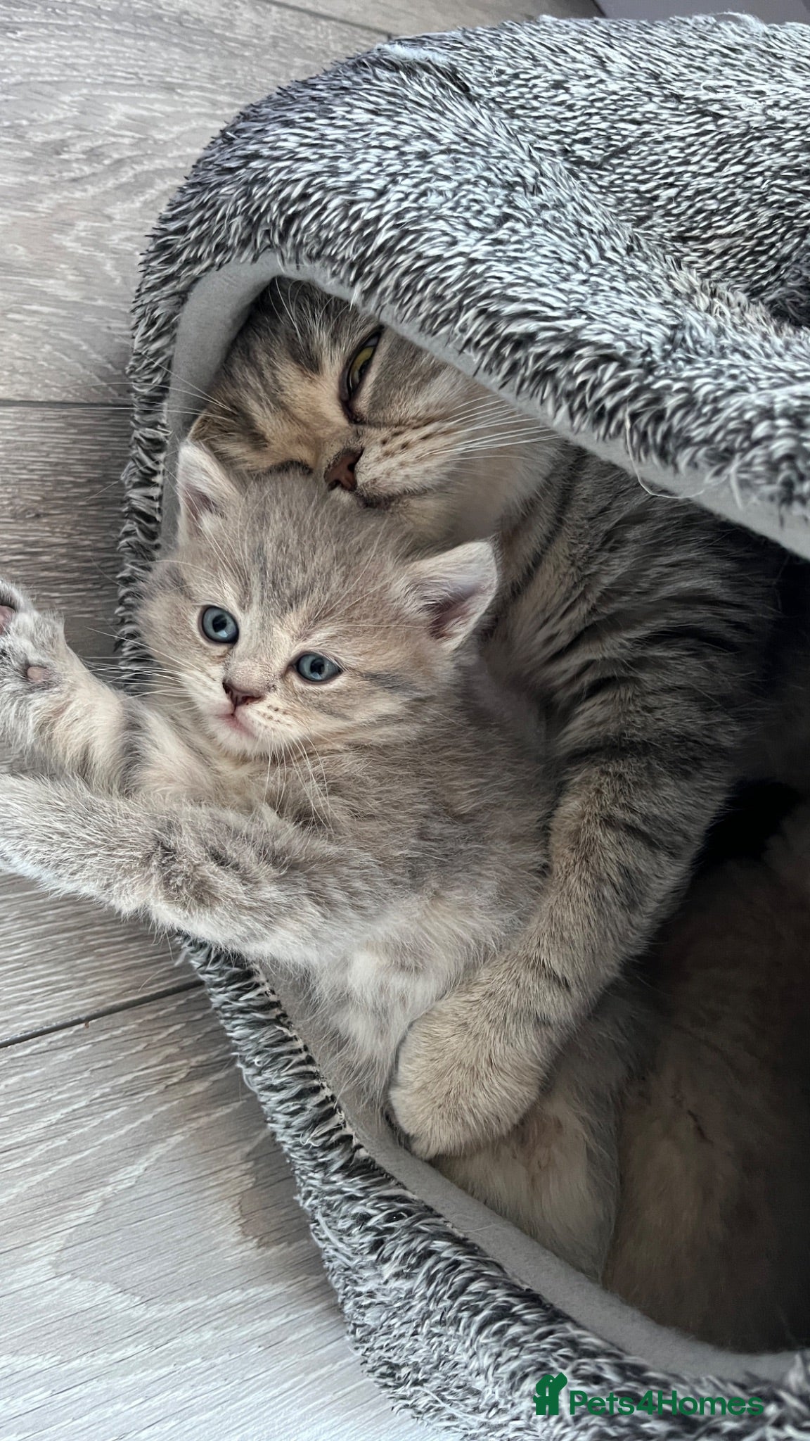Scottish Fold cats Beautiful lilac fold and straight kittens  - Advert 1