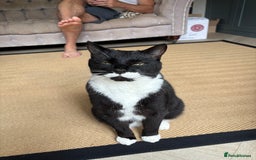 Mixed Breed cats for sale: Ralph - Image 1