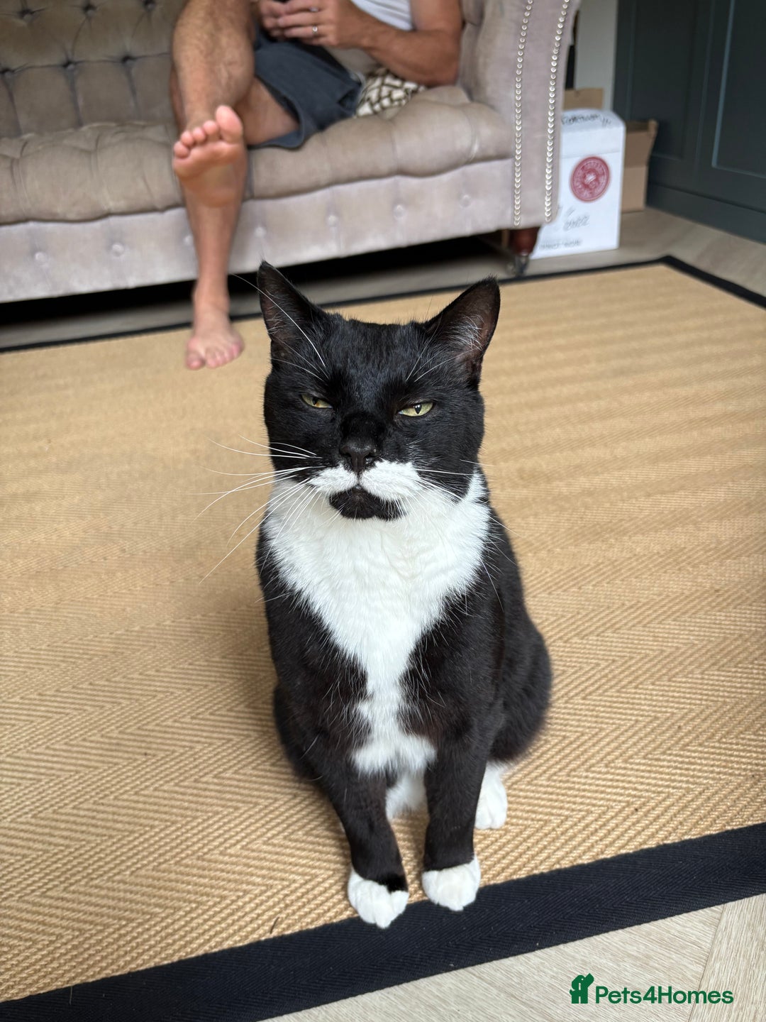 Mixed Breed cats for sale: Ralph - Image 1