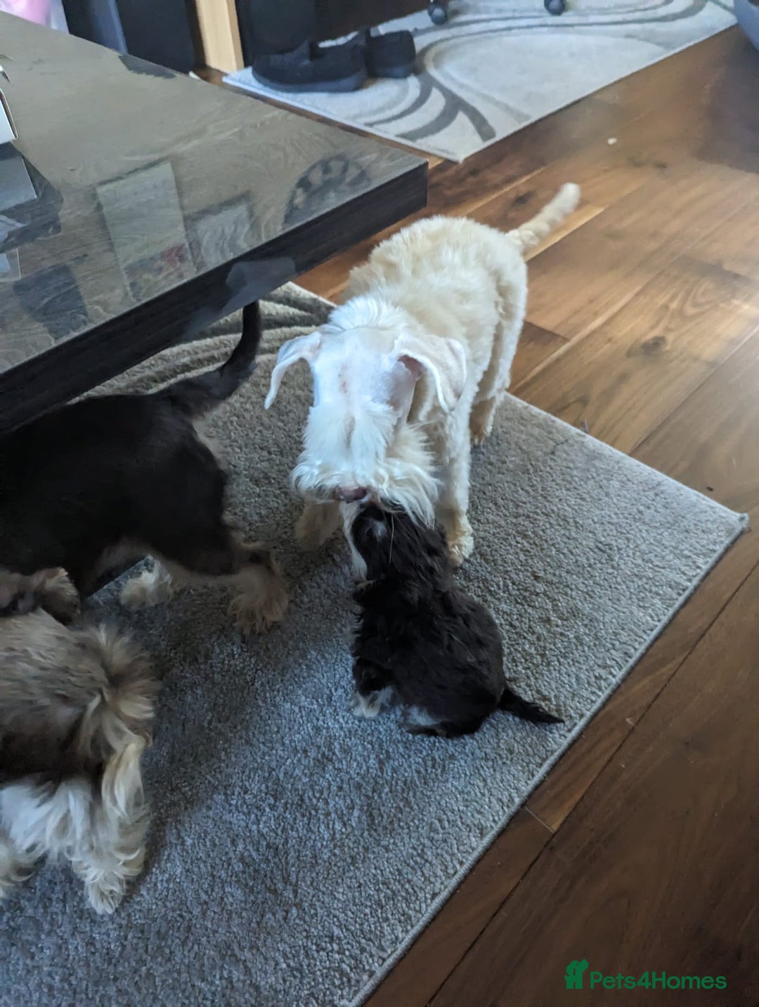 Miniature Schnauzer dogs for sale: Two beautiful girls  - Advert 2