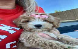 Cockapoo dogs for sale: Our baby cockapoos 🥰 - Image 11