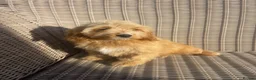 Cockapoo dogs for sale: Ready NOW F1 toy cockapoos - Advert 4