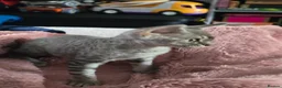 Devon Rex cats for sale: Morph and Nalia - Advert 4