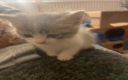 Mixed Breed cats for sale: 3 kittens - Image 7