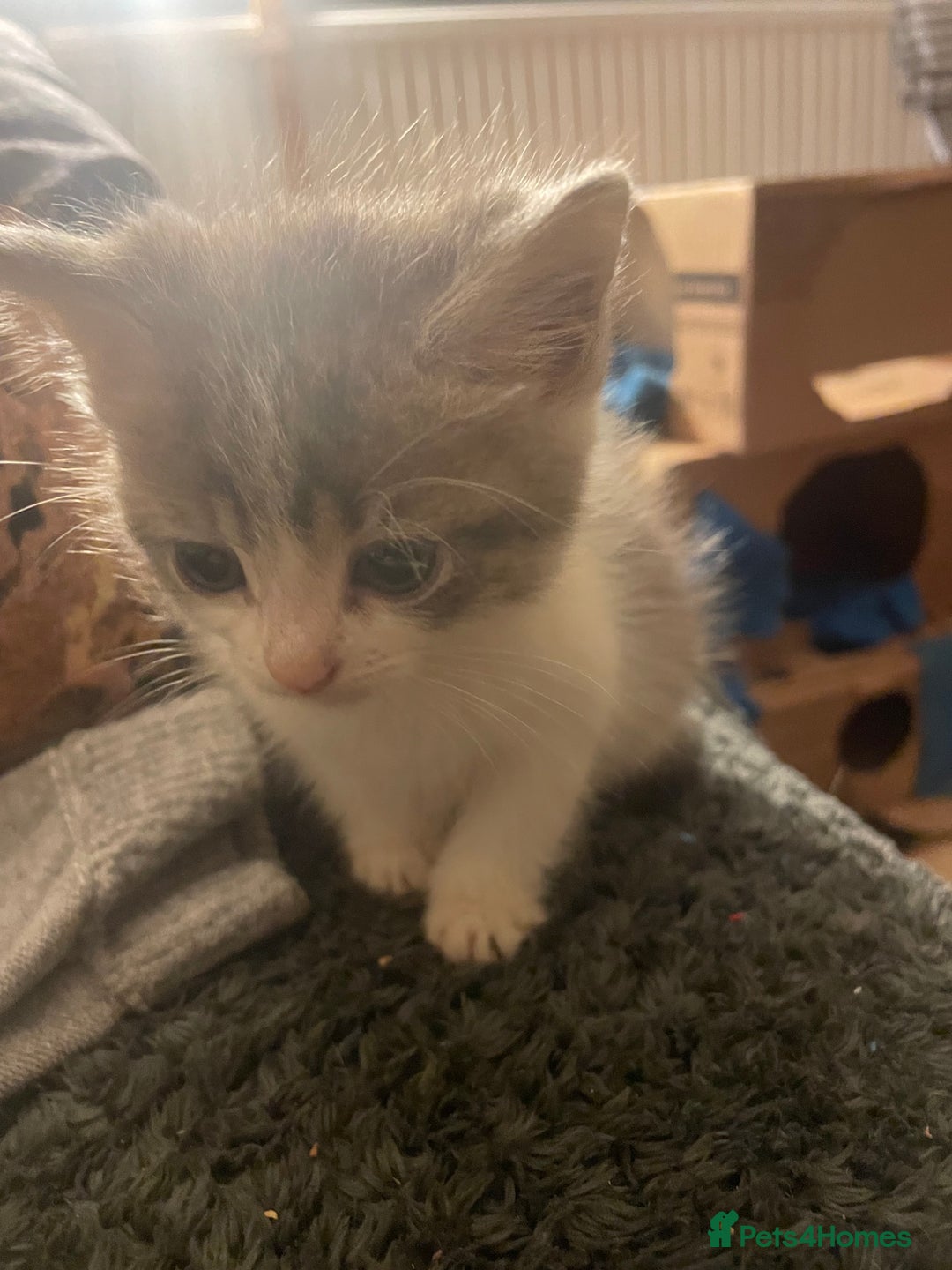 Mixed Breed cats for sale: 3 kittens - Image 7
