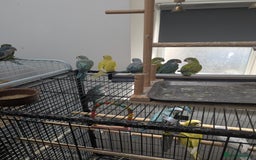 Parakeets birds for sale: Quaker parrots babies hand reared different colour - Image 6