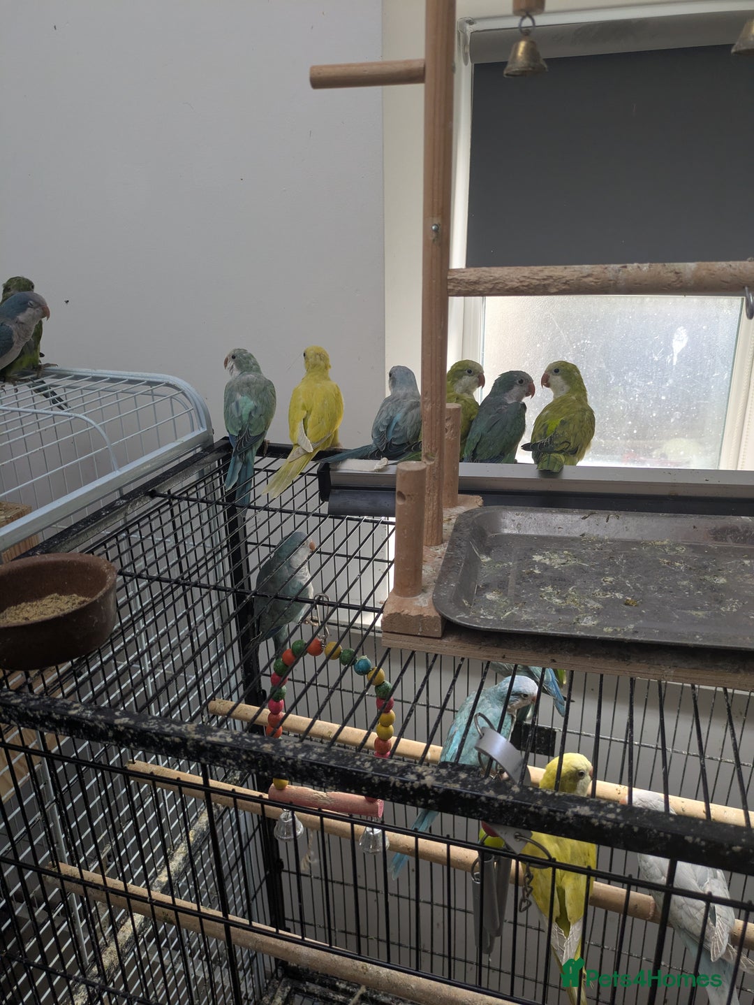 Parakeets birds for sale: Quaker parrots babies hand reared different colour - Image 6
