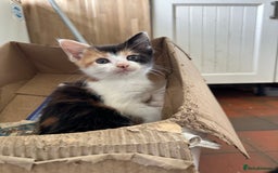 Mixed Breed cats for sale: 5 kittens  - Image 4