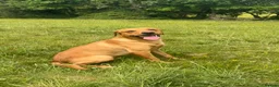 Labrador Retriever dogs for sale: Shiny Red Labrador Pups!  - Advert 21