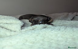 Miniature Dachshund dogs for sale: Miniature dachshund puppies  - Image 11