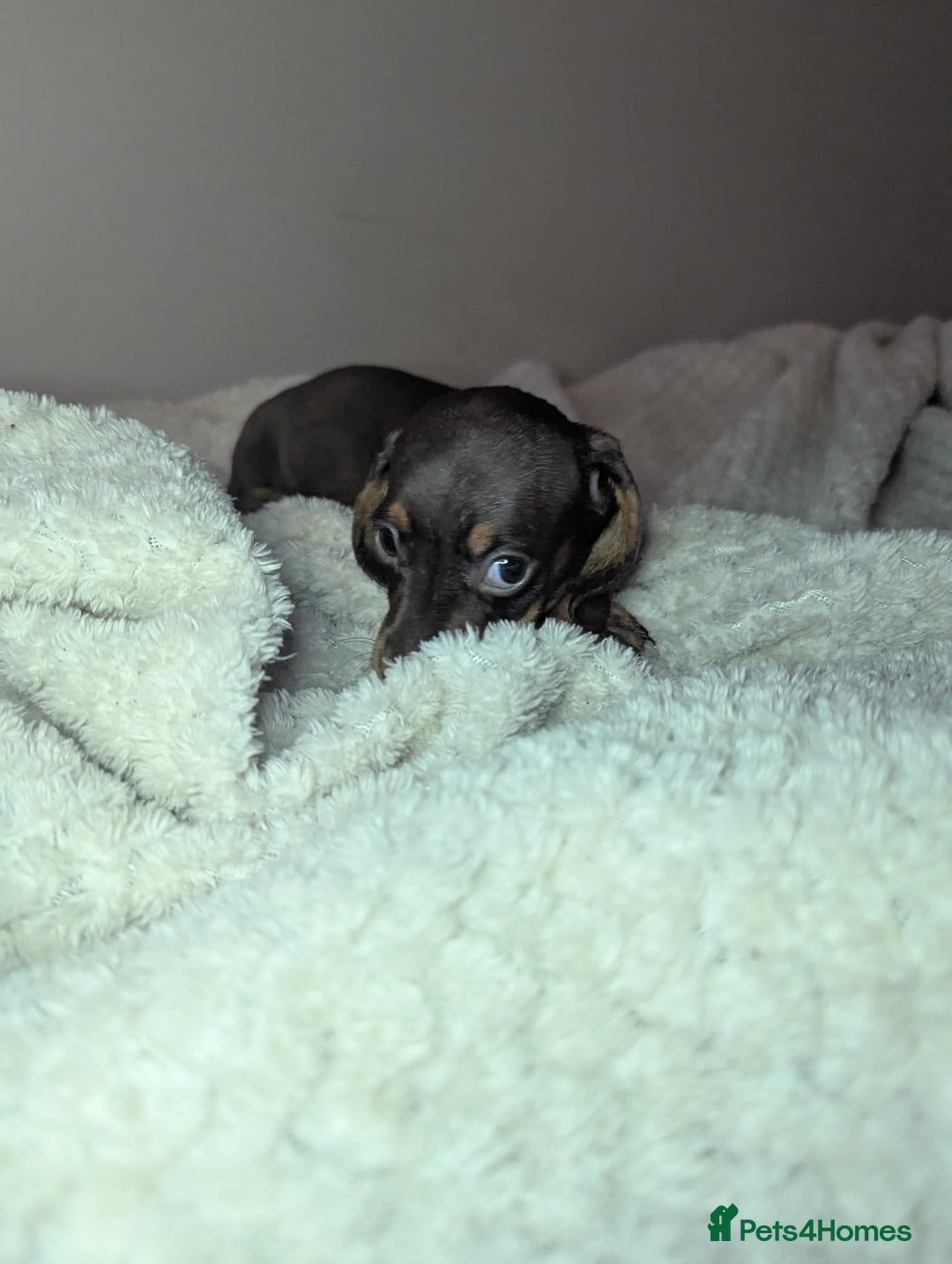 Miniature Dachshund dogs for sale: Miniature dachshund puppies  - Image 11