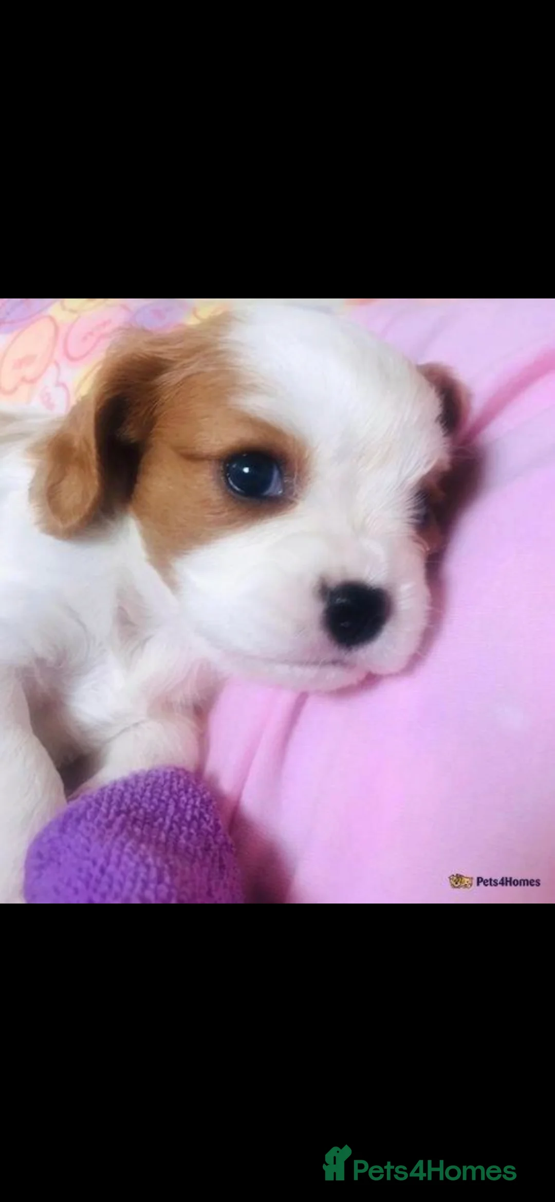 Cavalier King Charles Spaniel dogs for sale: Last girl remaining - Advert 8