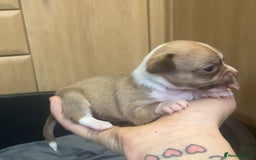 Chihuahua dogs for sale: Chihuahua Puppies - with starter kits  - Image 11
