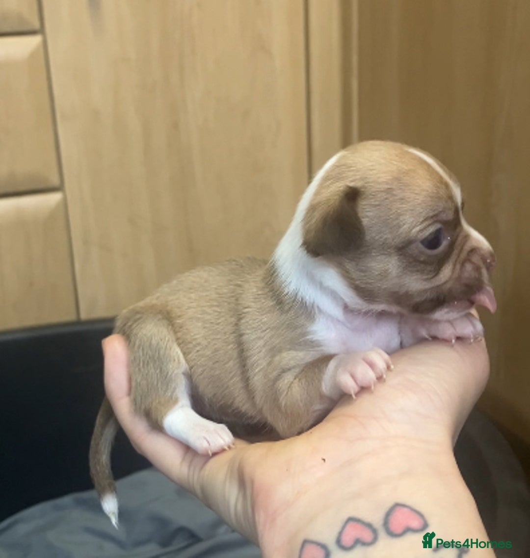 Chihuahua dogs for sale: Chihuahua Puppies - with starter kits  - Image 11