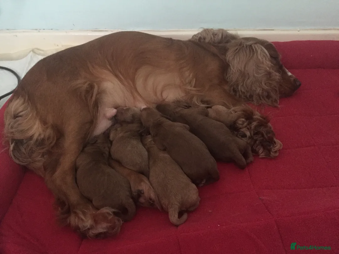 Miniature Poodle dogs for stud: Stunning Red Mini Poodle Stud, DNA Tested Clear. in Market Drayton - Advert 7