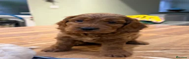 Cockapoo 1