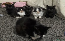 Mixed Breed cats for sale: 4 kittens ready for homes  - Image 1