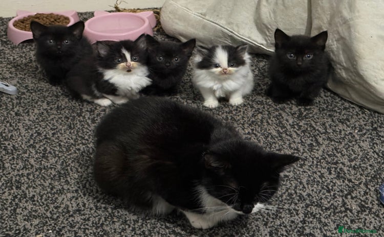 Mixed Breed cats - Advert 6