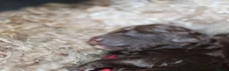 Australian Labradoodle dogs for sale: 🌈 Puppies have arrived, viewings in Oct❤️ - Advert 3