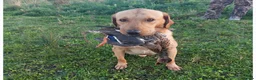 Labrador Retriever dogs for sale: Gorgeous labrador puppies for sale  in Thetford - Advert 26