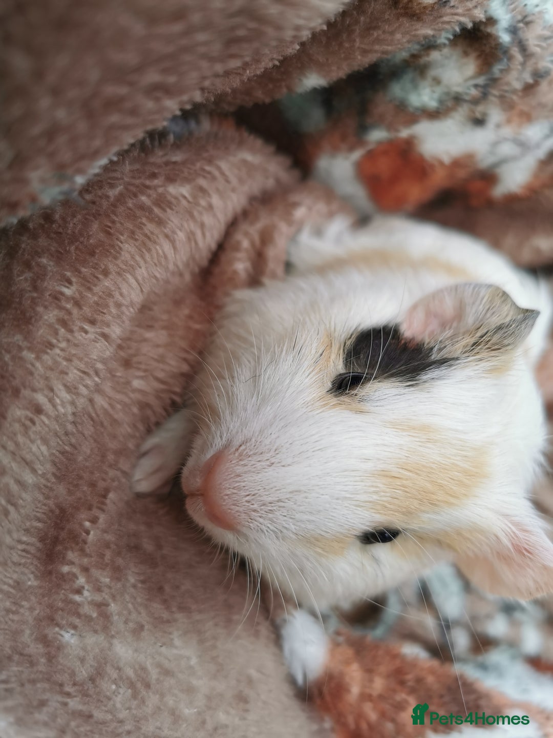 Guinea Pig rodents for sale: Pair of Brother Guinipigs 4 weeks old - Image 8