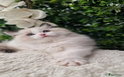 Ragdoll cats for sale: 🩷✨️Lovely Chunky EU kittens✨️🏆TICA Award cattery - Image 22