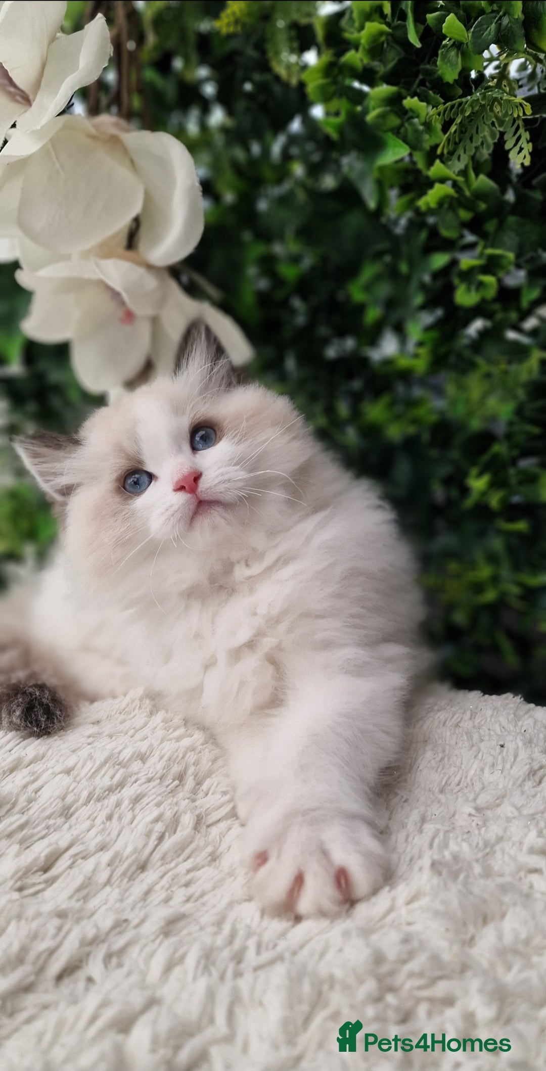Ragdoll cats for sale: 🩷✨️Lovely Chunky EU kittens✨️🏆TICA Award cattery - Image 22
