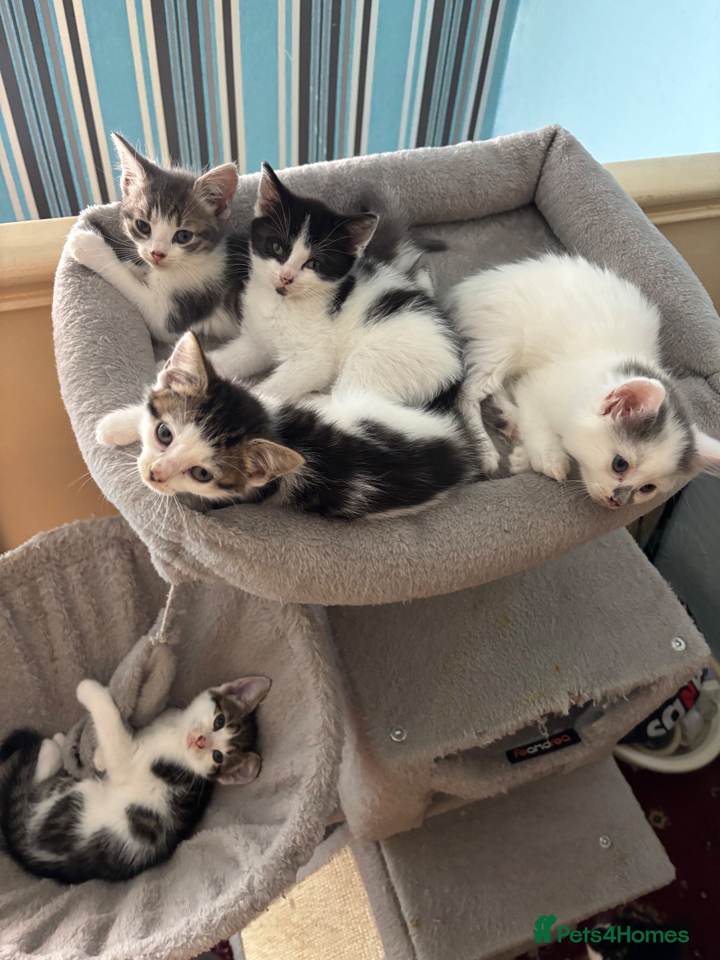British Shorthair cats 5 kittens looking for a home - Advert 3