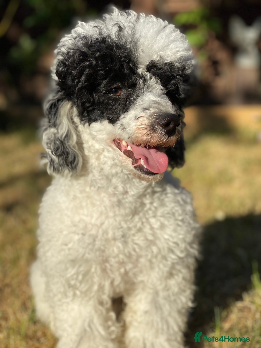 Toy Poodle dogs for stud: Parti Toy Poodle KCregistered PRA PRCD NEG proven - Image 18