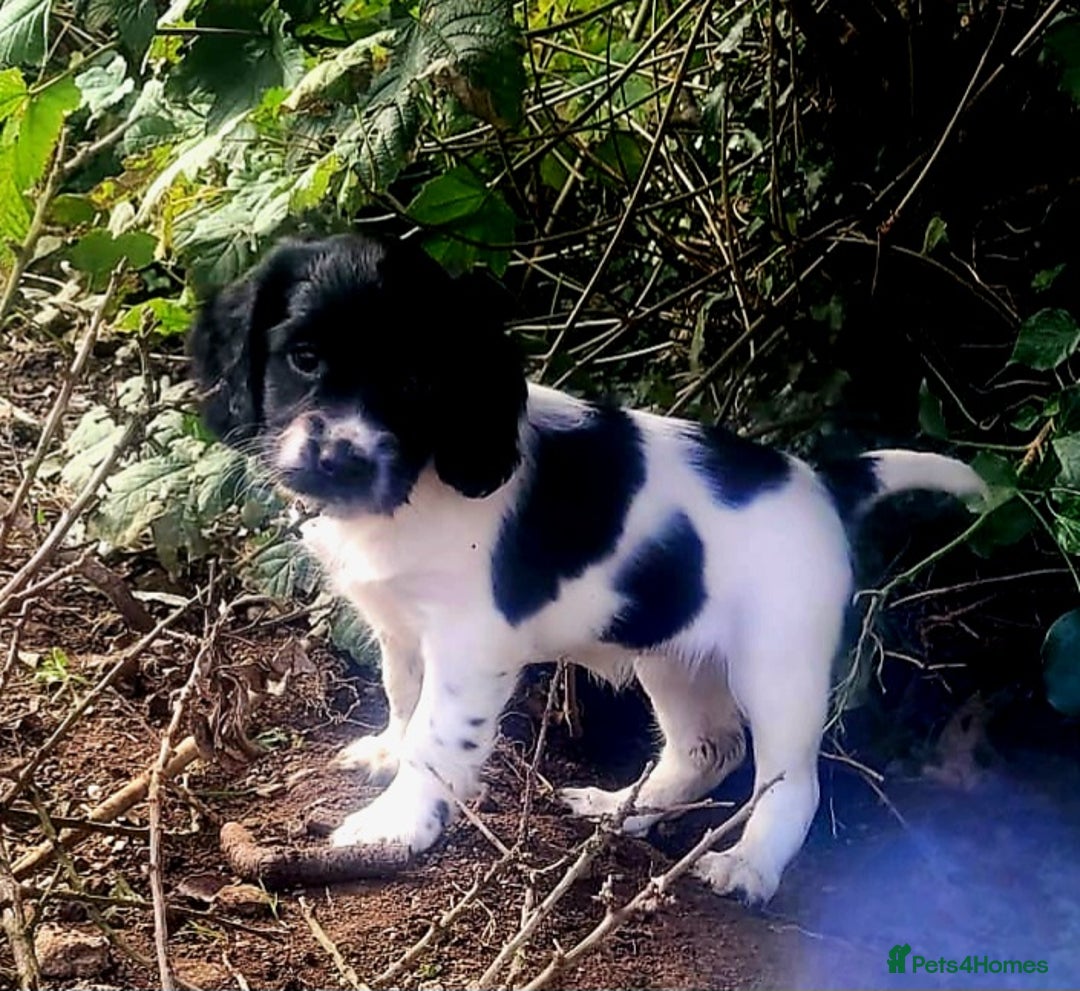 English Springer Spaniel dogs for sale: KC Registered English Springer Spaniels  - Image 7