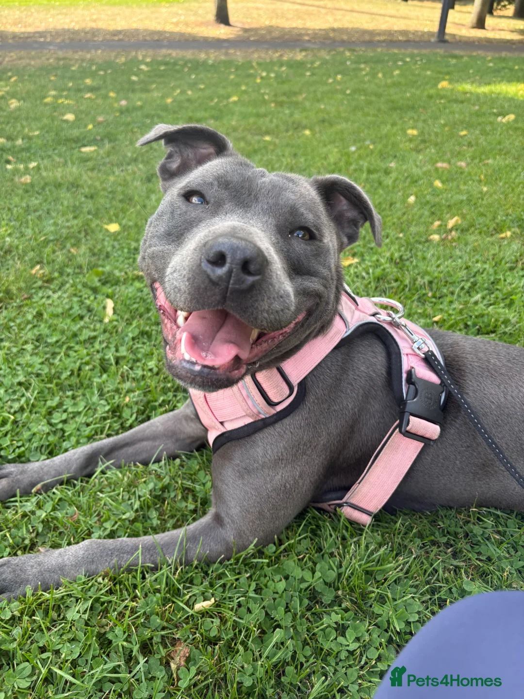 Staffordshire Bull Terrier dogs for stud: Looking for a stud. - Advert 1