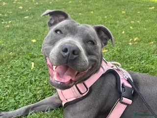 Staffordshire Bull Terrier dogs Looking for a stud. - Advert 2