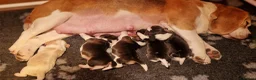 Beagle dogs for sale: RKC health tested, family reared puppies for sale in Leek - Advert 6