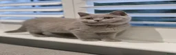 British Shorthair cats for sale: British Shorthair Kittens Teddy Bear chunky Teddys - Advert 18
