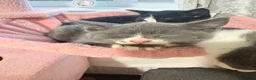 Mixed Breed cats for sale: Beautiful kittens for sale  - Advert 20