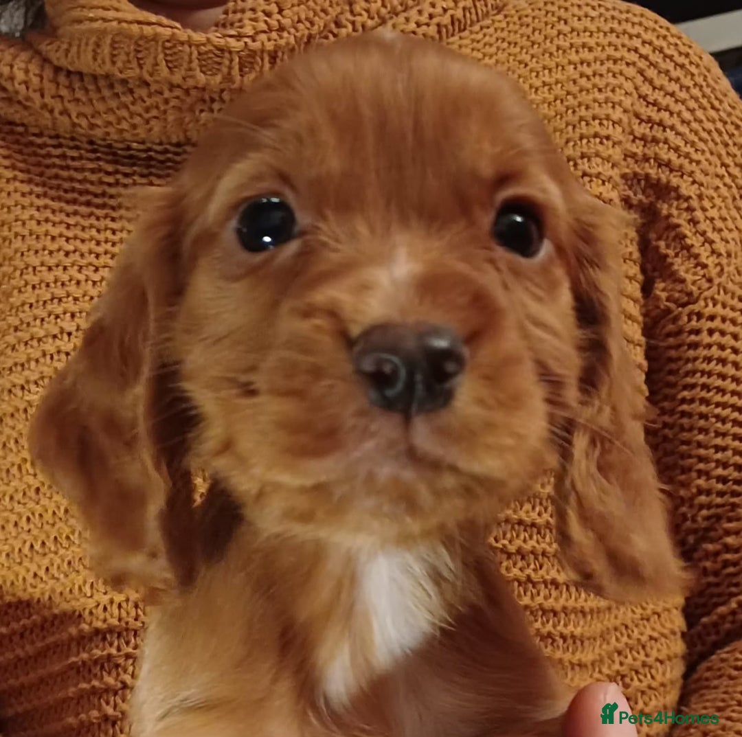 Cocker Spaniel dogs for sale: Working Cocker Spaniel puppies for sale - Advert 3