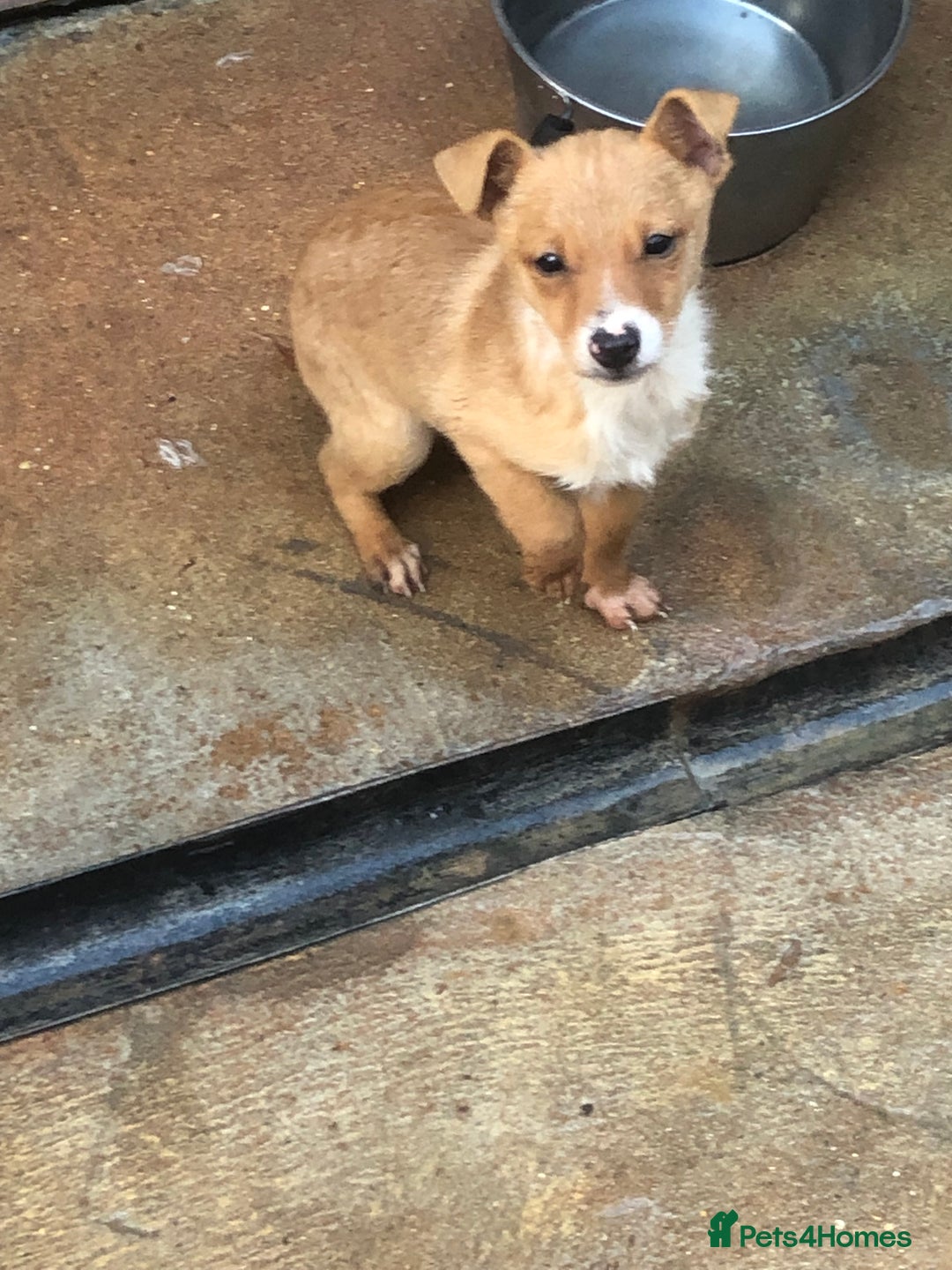 Pomchi dogs for sale: Pomchi - Advert 3