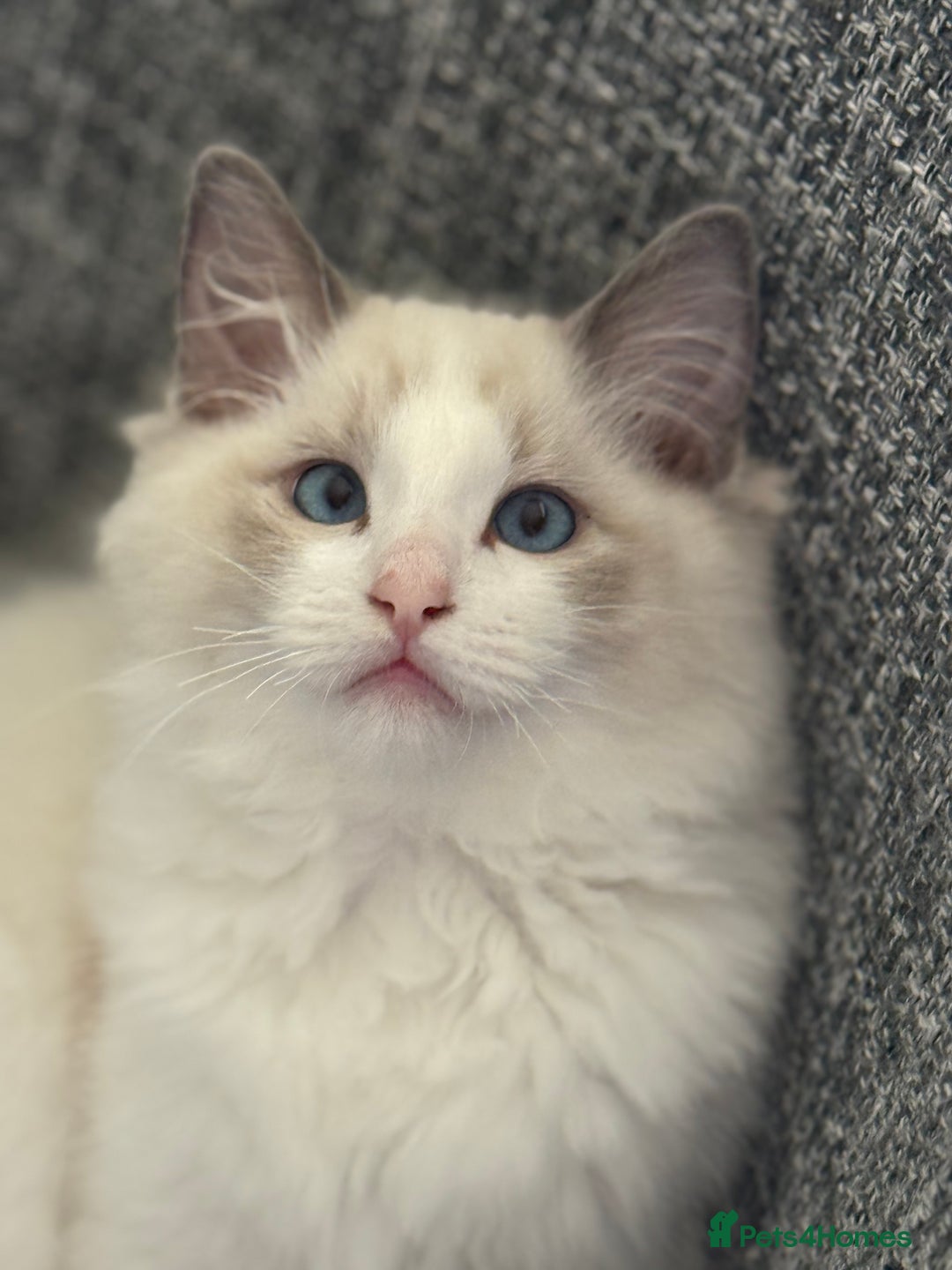 Ragdoll cats for sale: Ragdoll kittens - Image 10
