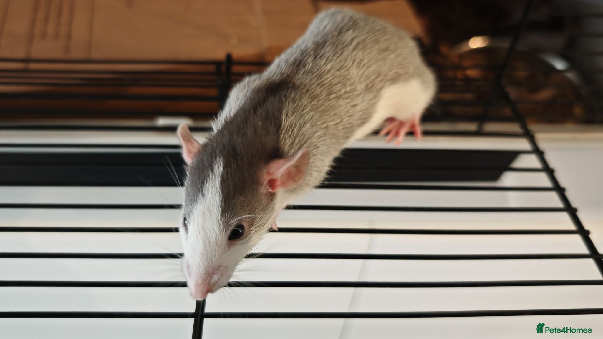 Rat rodents Gorgeous fancy dumbo rats - Advert 13