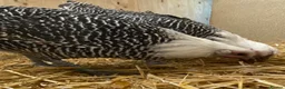Chickens poultry for sale: Silver Campine  - Advert 13