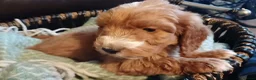 Cockapoo dogs for sale: Cockapoo puppies for sale - Advert 16