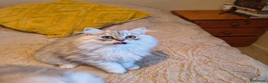 Scottish Fold 2