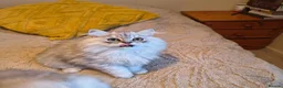 Scottish Fold cats for sale: Scottish fold and straight ear kitten's 😻 - Advert 10