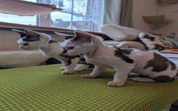 Devon Rex cats for sale: Two cuddlebugs- literally sticker cats available❤️ - Image 14