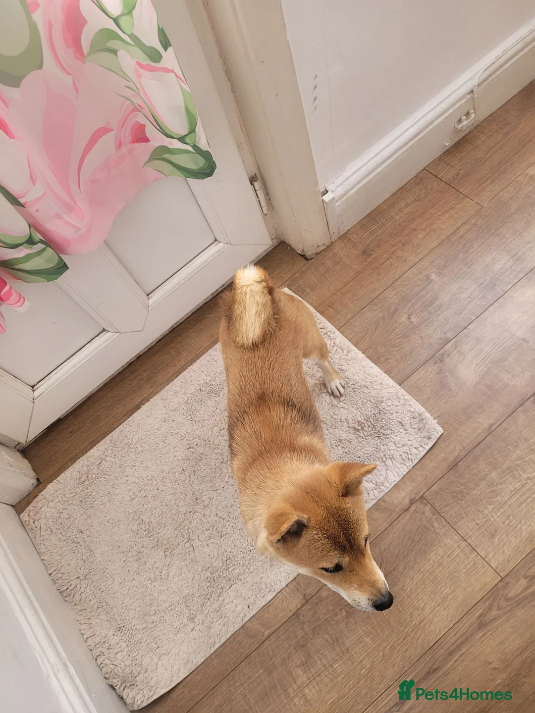 Japanese Shiba Inu dogs for sale: I'm looking for a nice home for my dog  - Advert 4