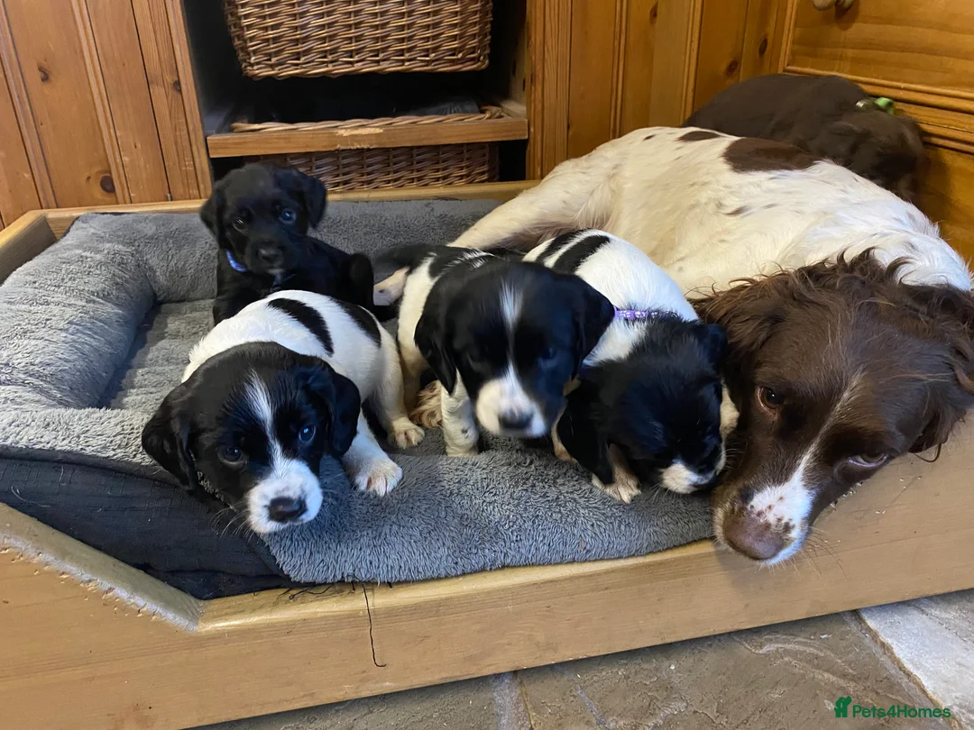 Sprocker dogs for sale: Superb litter of Sprocker Spaniels - Advert 5