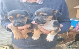 Mixed Breed dogs for sale: Black and Tan Puppies - Image 9