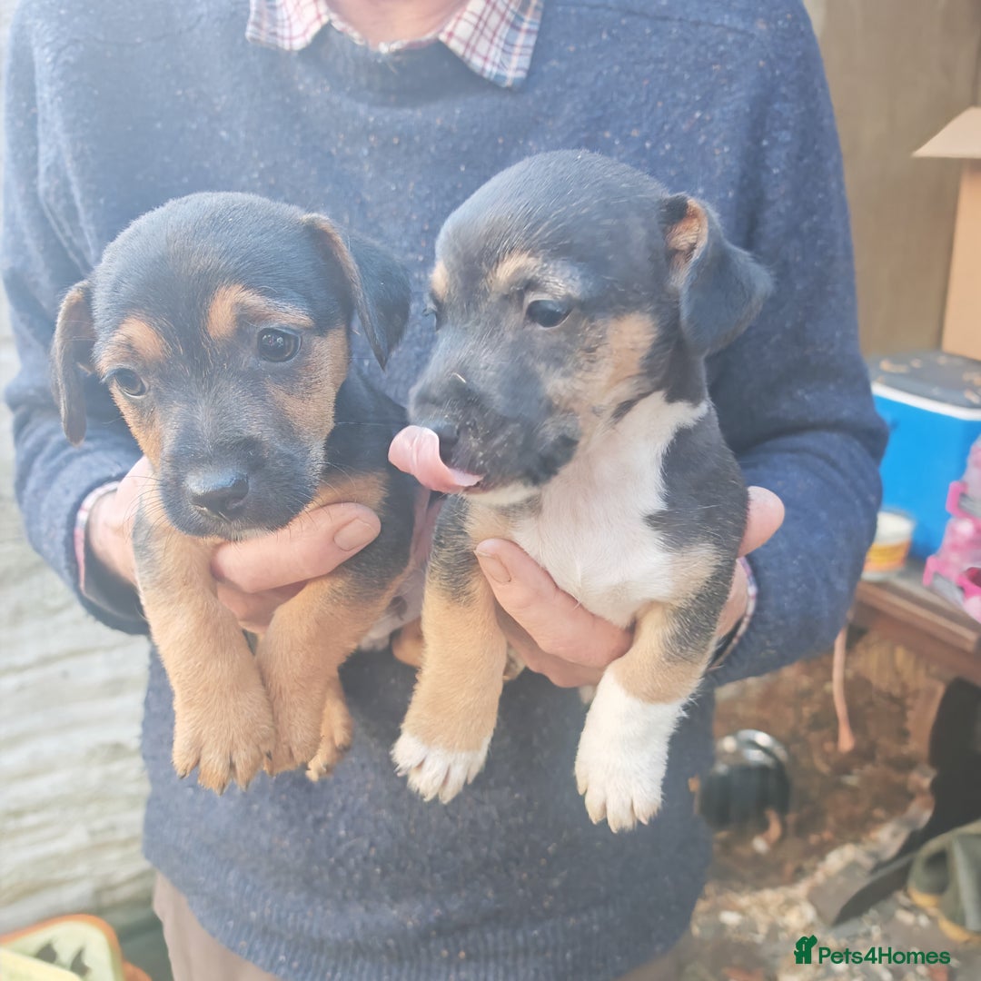 Mixed Breed dogs for sale: Black and Tan Puppies - Image 9