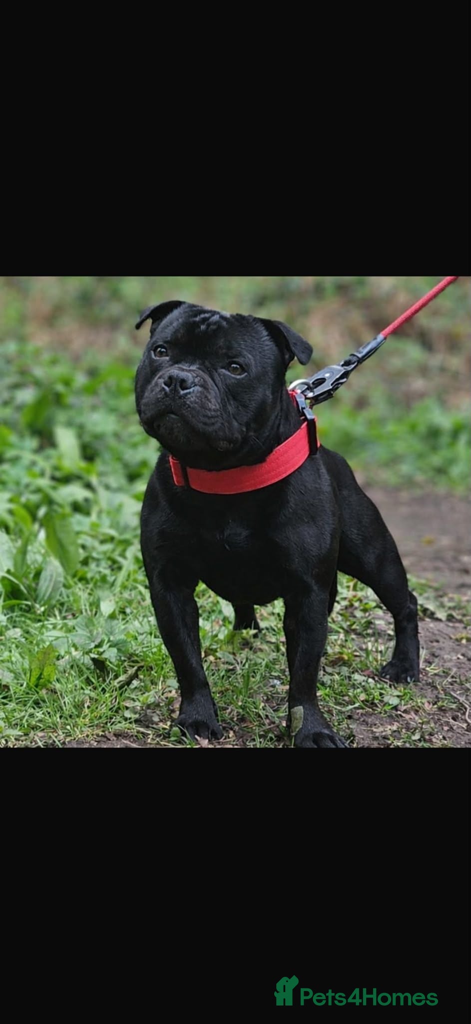 Staffordshire Bull Terrier dogs Staffordshire Bull Terrier - Advert 2