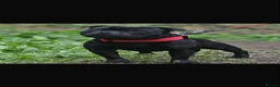 Staffordshire Bull Terrier dogs for sale: Staffordshire Bull Terrier - Advert 2
